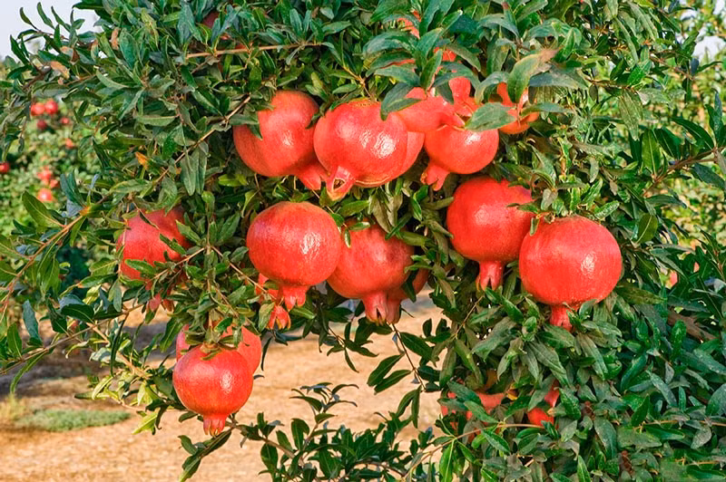 Cây lựu ngoài ý nghĩa tốt đẹp còn là cây cảnh khá ấn tượng. Khi chúng chỉ có lá thì hình dáng cũng rất đẹp, còn khi chúng nở hoa, cả cây lựu như "thắp lửa", sáng bừng và đẹp rực rỡ. Đến khi cây cảnh này đậu quả cũng là cảnh sắc đáng xem. Người xưa khuyên bạn trồng 1 cây lựu để hưởng trái ngọt nhiều đời. 