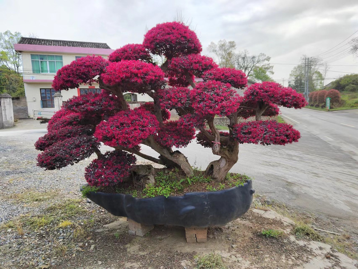  Cây cảnh này thuộc thân gỗ, là cây bụi có nhiều nhánh nhưng trồng lâu năm cũng có kích cỡ khá lớn. Cây bụi thường xanh tán tròn với màu lá mang sắc tím lạ mắt. Đặc biệt là lá óc thể chuyển sang màu xanh vào mùa hè, khi chuyển sang xuân lá lại mang màu hồng tươi tắn.