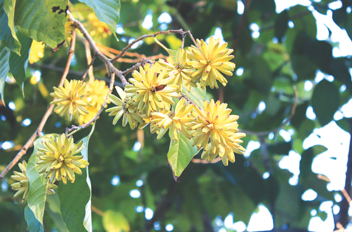 br/> Ngoài ra, người xưa còn gọi hỉ thụ là "cây thần y" với nhiều công dụng chữa bệnh. Chất camptothecin được chiết xuất từ hỉ thụ được biết đến là chất ức chế enzyme có khả năng sửa ADN và do đó có thể được dùng làm thuốc chữa ung thư.