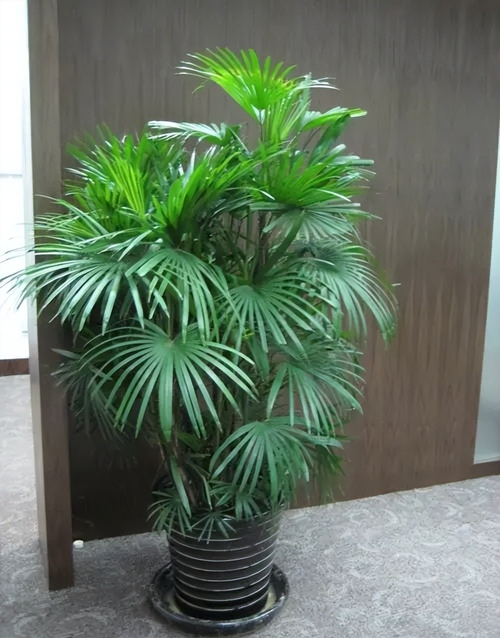 Những lá cọ ngửa ra ngoài tạo dáng giống như những bàn tay to hứng lộc, cho nên cây cọ cảnh được xem như đem lại nhiều tài lộc cho gia chủ. Bên cạnh đó cây cọ lá tre còn là loại cây được Nasa liệt kê vào danh sách những loại cây thanh lọc không khí tốt. 