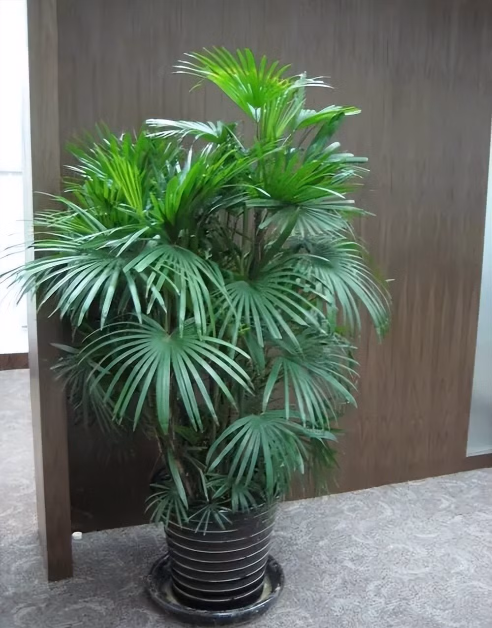 Những lá cọ ngửa ra ngoài tạo dáng giống như những bàn tay to hứng lộc, cho nên cây cọ cảnh được xem như đem lại nhiều tài lộc cho gia chủ. Bên cạnh đó cây cọ lá tre còn là loại cây được Nasa liệt kê vào danh sách những loại cây thanh lọc không khí tốt. 