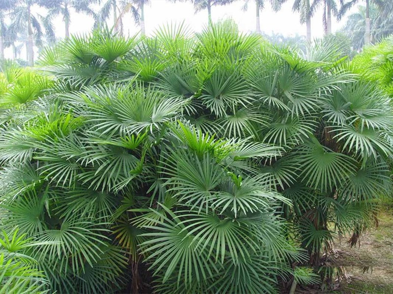  Cây cảnh này rất thích hợp trồng trong phòng khách vì cây ưa ánh nắng gay gắt vào mùa hè và ưa ánh sáng đèn flash hoặc ánh nắng chói chang. Nó trông thật ngoạn mục và đẹp mắt khi được giữ trong phòng khách.