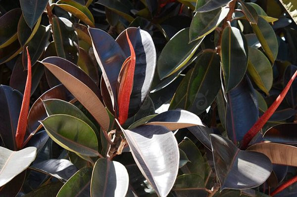 Cây có khả năng hút cả những khói thuốc lá thải ra môi trường. Do đó, người xưa khyên trồng cây cảnh này trong nhà sẽ vô cùng tốt cho sức khỏe gia đình bạn.