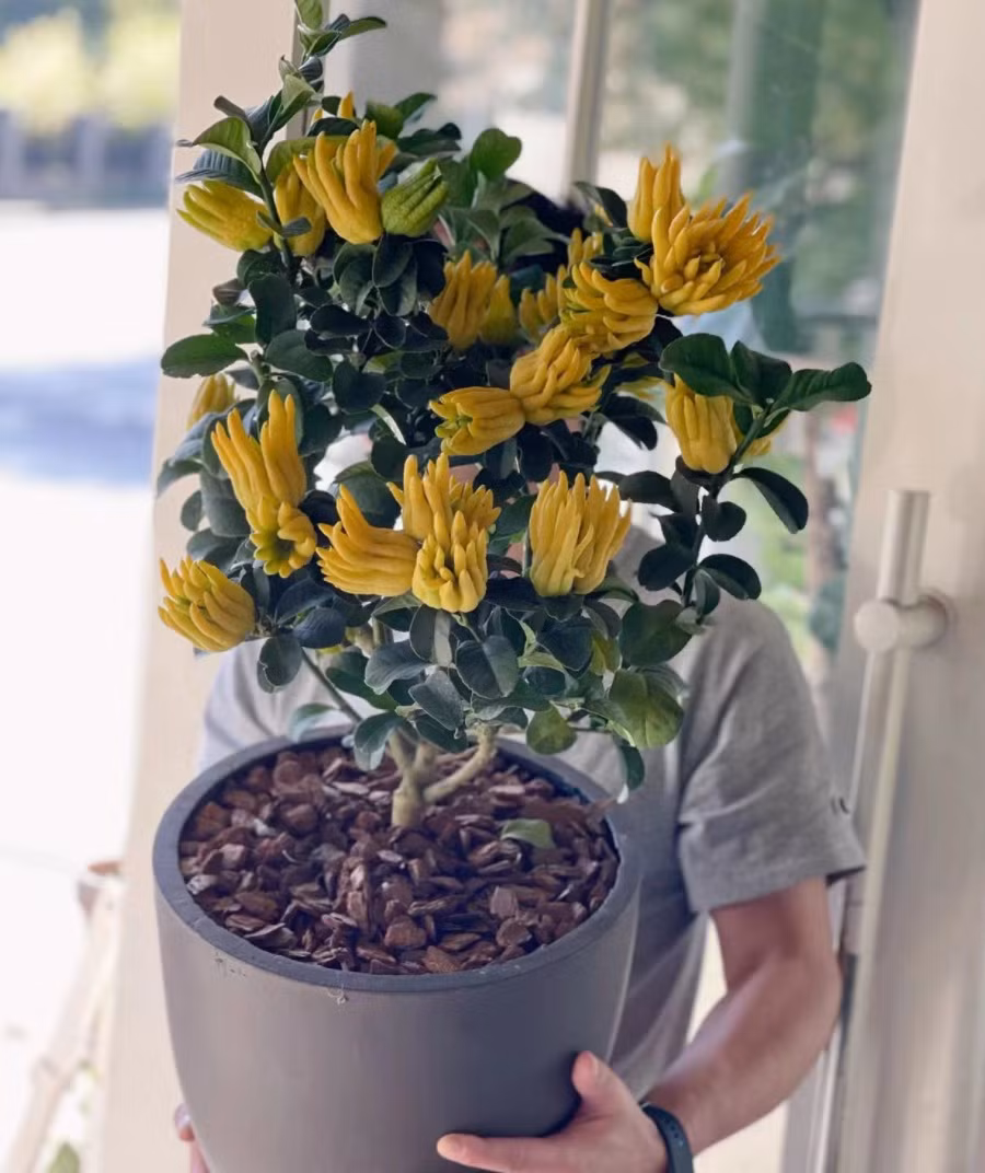 Ngoài ra, Phật thủ trong tiếng Hán Việt còn đồng âm với hạnh phúc và trường thọ nên loại quả này thuờng xuất hiện trong các bức tranh trang trí truyền thống cùng với quả lựu, quả đào, hàm ý “nhiều phúc lộc, nhiều con, trường thọ, cát tường.