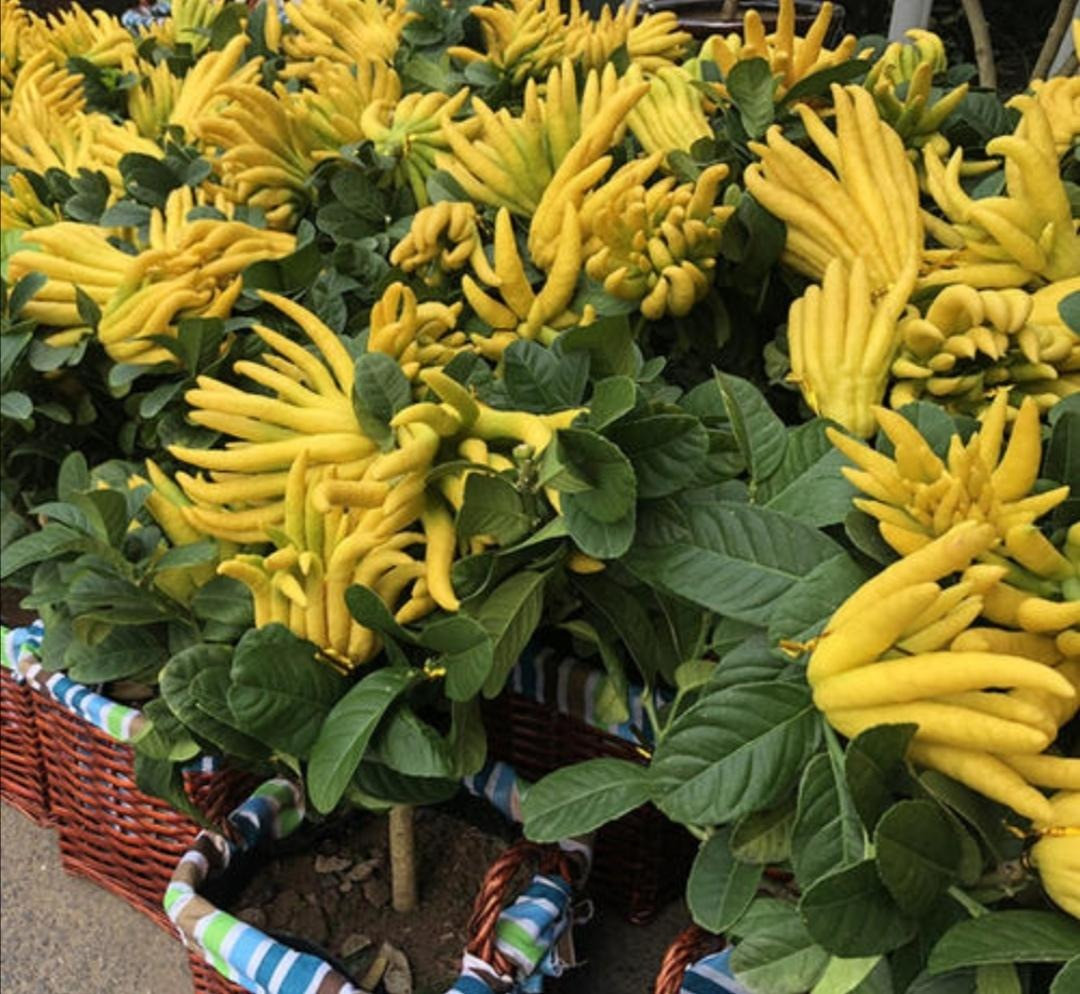 Biểu tượng cho bàn tay Phật chở che: Quả Phật thủ được xem như là biểu tượng của bàn tay Phật, ôm ấp và bảo bọc họ tránh khỏi tà ma, mang lại may mắn, thuận lợi, như ý. 