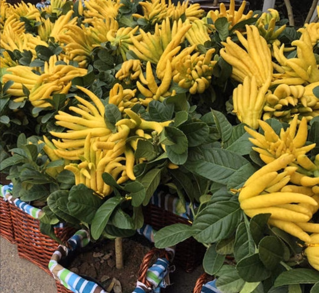 Biểu tượng cho bàn tay Phật chở che: Quả Phật thủ được xem như là biểu tượng của bàn tay Phật, ôm ấp và bảo bọc họ tránh khỏi tà ma, mang lại may mắn, thuận lợi, như ý. 