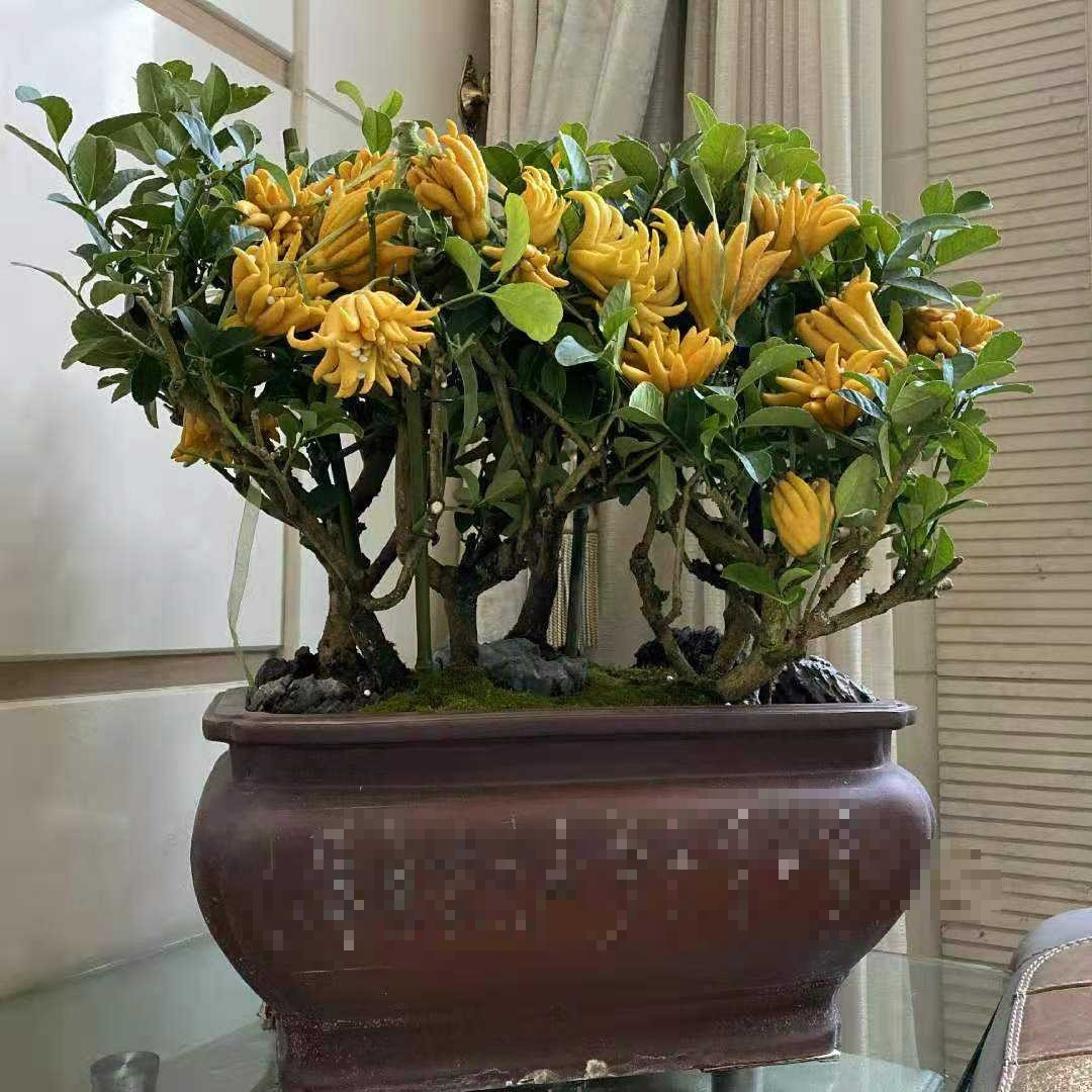  Tác dụng đuổi muỗi: Chính mùi thơm của Phật thủ cũng khiến muỗi không thích. Để một chậu cây cảnh trong nhà hoặc đặt vài quả Phật thủ cũng có tác dụng đuổi muỗi rất tốt.