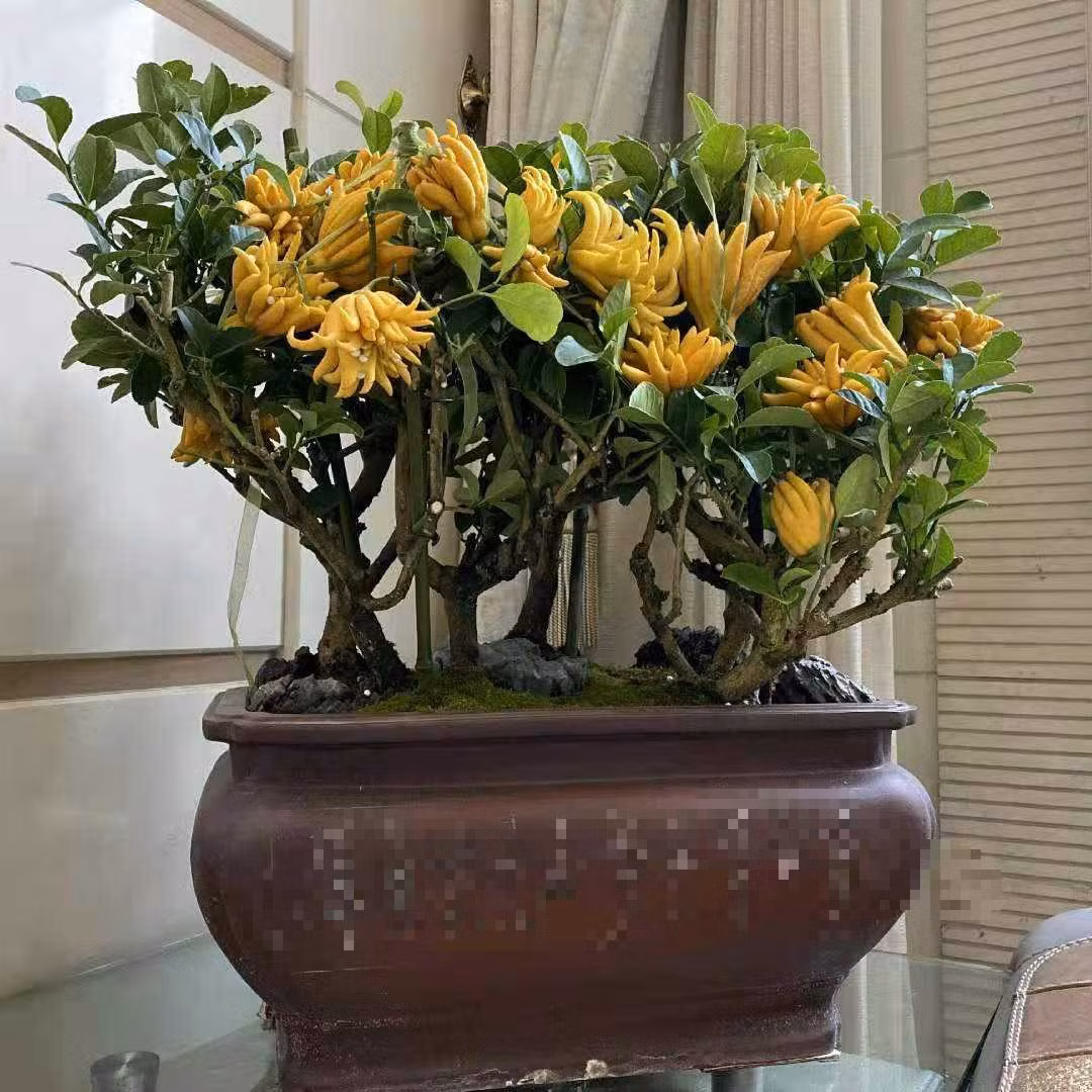  Tác dụng đuổi muỗi: Chính mùi thơm của Phật thủ cũng khiến muỗi không thích. Để một chậu cây cảnh trong nhà hoặc đặt vài quả Phật thủ cũng có tác dụng đuổi muỗi rất tốt.