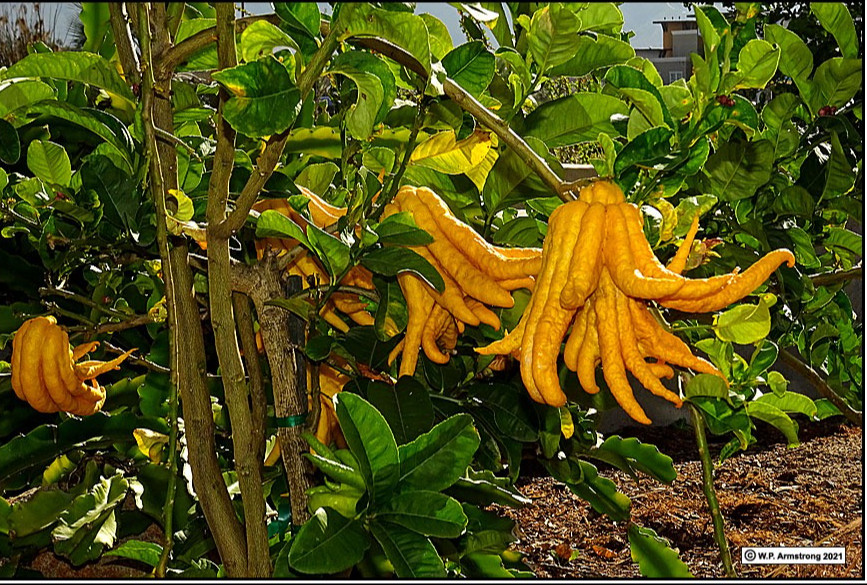 Chất selen có trong su su giúp bảo vệ tế bào, nâng cao khả năng chống oxy hóa của da, giúp chống lão hóa và ngăn ngừa lão hóa da. Ăn một ít thường xuyên và bạn sẽ trở nên trẻ hơn và xinh đẹp hơn.