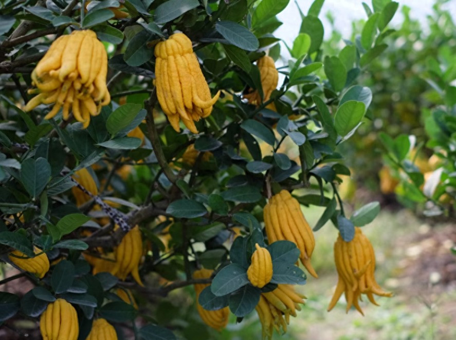  Với tên gọi linh thiêng, mùi thơm thanh mát, màu sắc tài lộc, Phật thủ đương nhiên trở thành một trong những loại hoa quả được ưa thích nhất để dùng trong lễ cúng Rằm, mùng 1, cúng chùa...