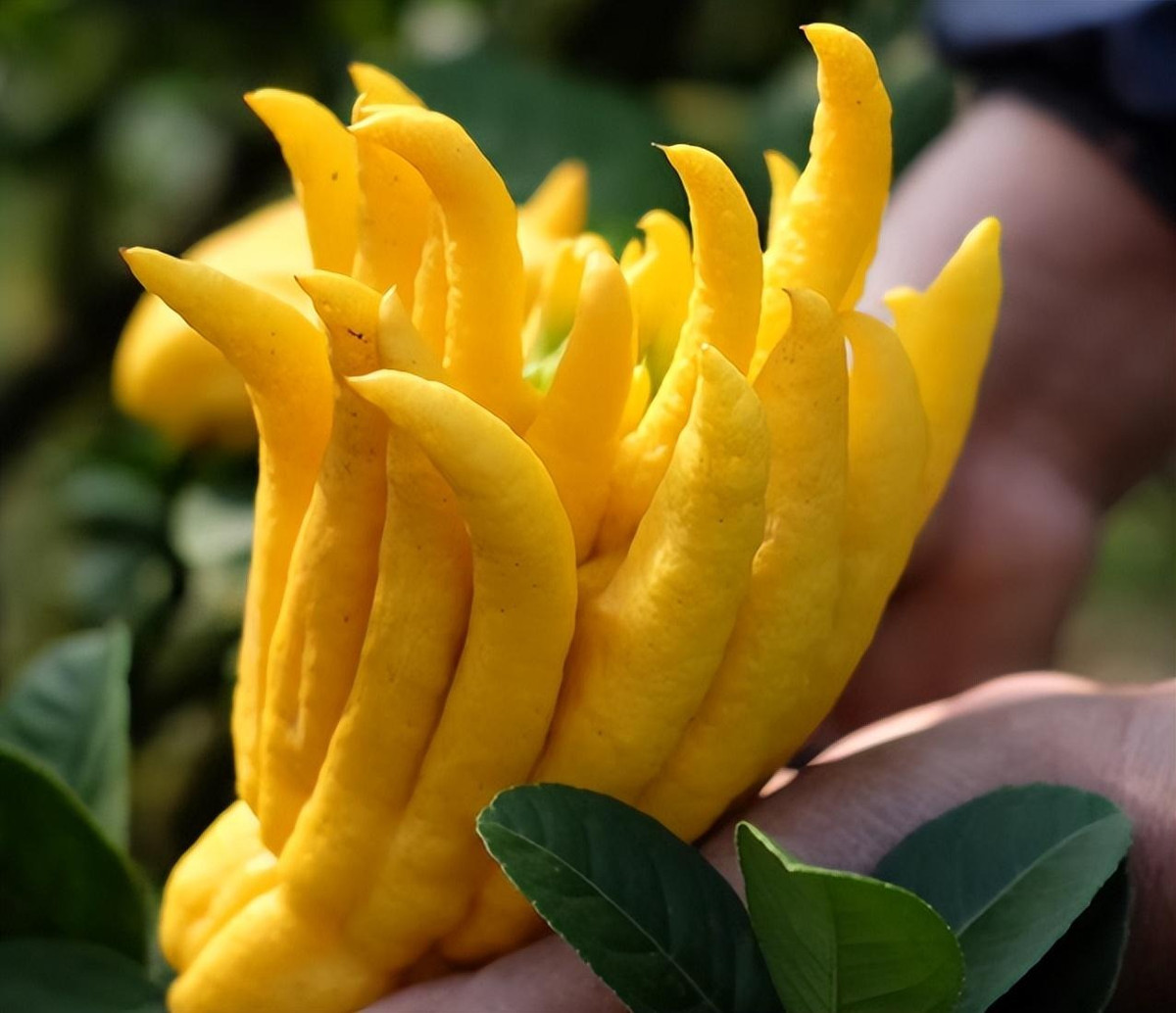  Quả giống như bàn tay, các ngón tay có hình dạng ngón tay duỗi ra hoặc nắm tay. Hoa phật thủ nở có mùi thơm và quả thì không có nước bên trong, không có ruột mà chỉ có phần lõi xốp bên trong.