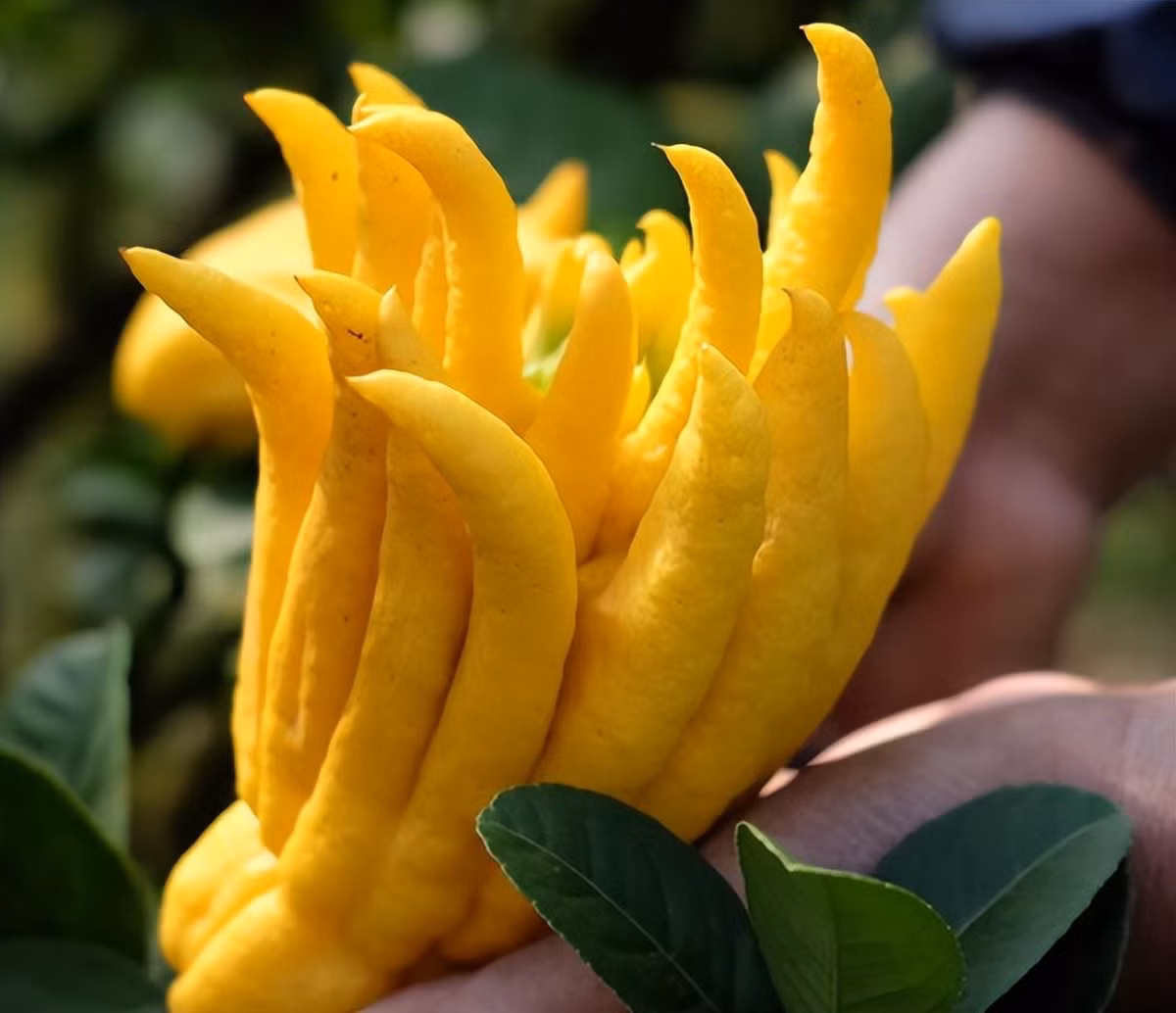  Quả giống như bàn tay, các ngón tay có hình dạng ngón tay duỗi ra hoặc nắm tay. Hoa phật thủ nở có mùi thơm và quả thì không có nước bên trong, không có ruột mà chỉ có phần lõi xốp bên trong.