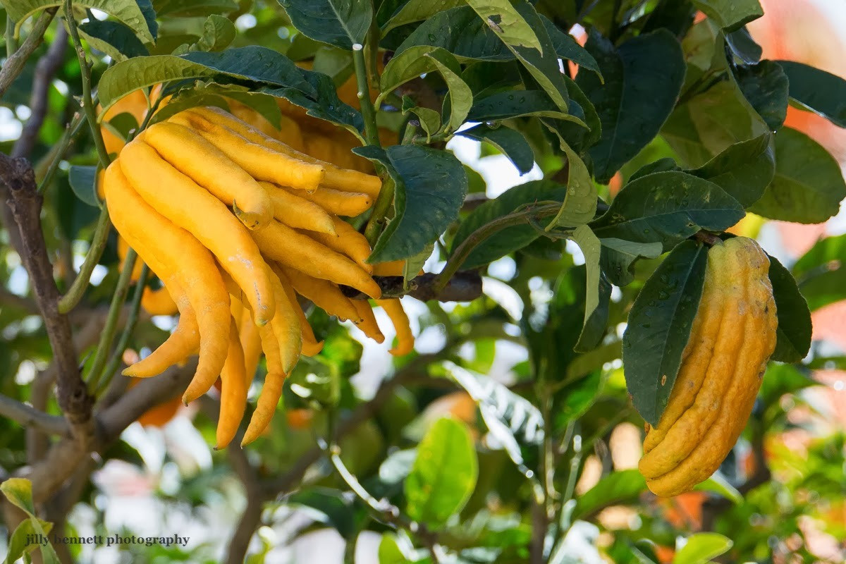  Một trong những "máy lọc không khí" cực mạnh mà bạn nên trồng trong nhà đó là Phật thủ. Toàn thân của cây cảnh này đều tỏa ra hương thơm nhẹ nhàng, thanh mát, có tác dụng thanh lọc không khí tốt. Hơn nữa, loài cây này còn mang ý nghĩa cát tường, có tác dụng cải thiện phong thủy trong gia đình.