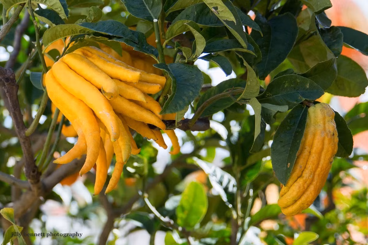  Một trong những "máy lọc không khí" cực mạnh mà bạn nên trồng trong nhà đó là Phật thủ. Toàn thân của cây cảnh này đều tỏa ra hương thơm nhẹ nhàng, thanh mát, có tác dụng thanh lọc không khí tốt. Hơn nữa, loài cây này còn mang ý nghĩa cát tường, có tác dụng cải thiện phong thủy trong gia đình.