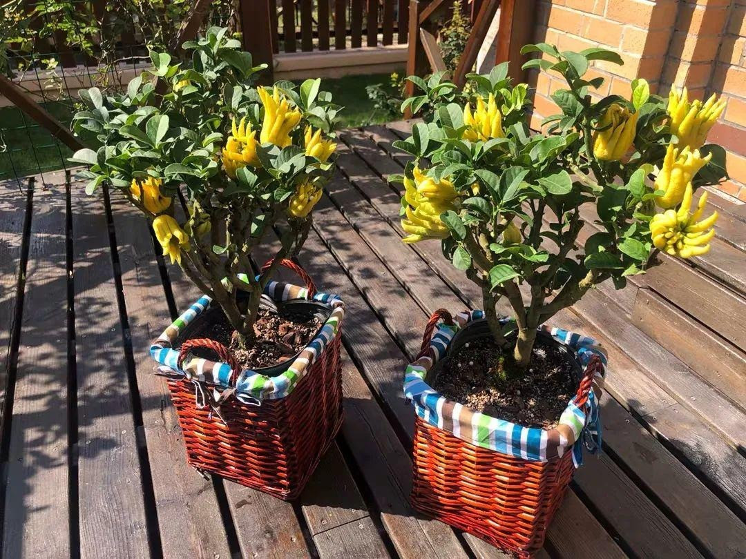 Chính vì có hương thơm đặc biệt, dài lâu cùng với ý nghĩa tâm linh như vậy mà nhiều người Việt dùng Phật thủ để trưng trên bàn thờ Phật, tổ tiên mong muốn lưu giữ thần Phật, tổ tiên trong nhà lâu hơn để phù hộ cho gia đình nhiều may mắn, an lành và no ấm. 