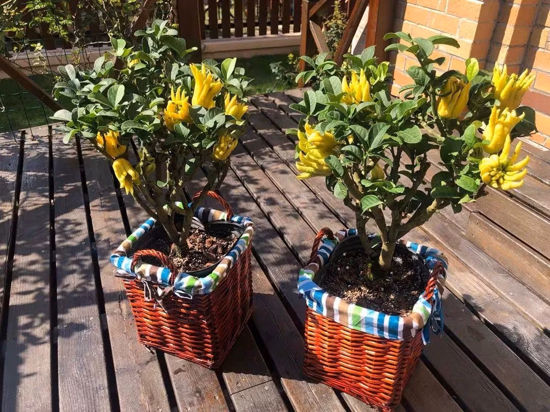 Chính vì có hương thơm đặc biệt, dài lâu cùng với ý nghĩa tâm linh như vậy mà nhiều người Việt dùng Phật thủ để trưng trên bàn thờ Phật, tổ tiên mong muốn lưu giữ thần Phật, tổ tiên trong nhà lâu hơn để phù hộ cho gia đình nhiều may mắn, an lành và no ấm. 