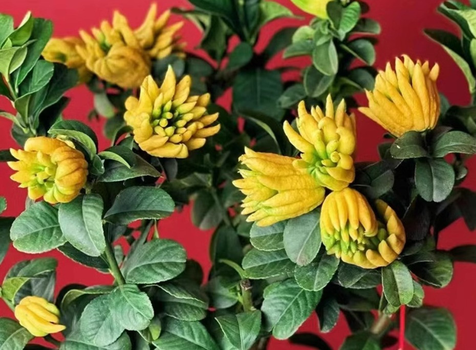  Nhiều người hầm Phật thủ trong các món súp, vỏ t cũng có thể làm mứt rất ngon và ngọt. Bạn có thể dùng phật thủ để làm si rô, si rô phật thủ rất có tác dụng trong việc trị ho, nhất là dành cho trẻ em hoặc sử dụng cho những người có chứng bệnh về hô hấp.