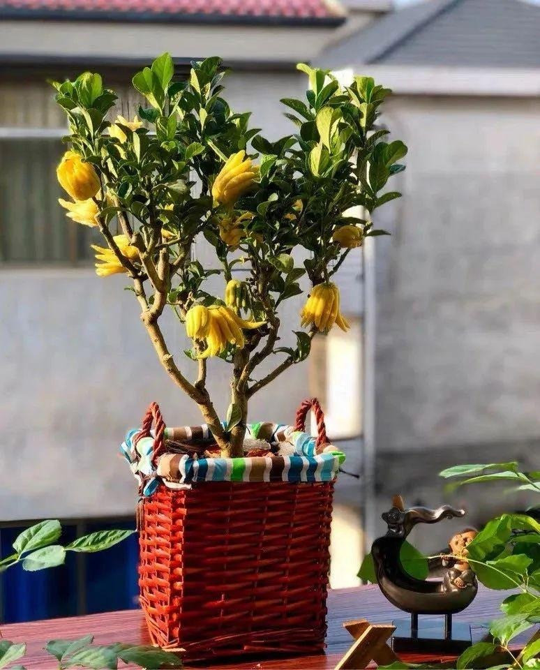 Bạn có thể dùng quả phật thủ để nấu trà, với hương vị thơm ngon, không chỉ giúp bạn thanh lọc cơ thể mà còn có thể chữa thêm các bệnh về dạ dày: đau dạ dày cấp tính, đau dạ dày mãn tính, đầy hơi, ợ chua, buồn nôn,...