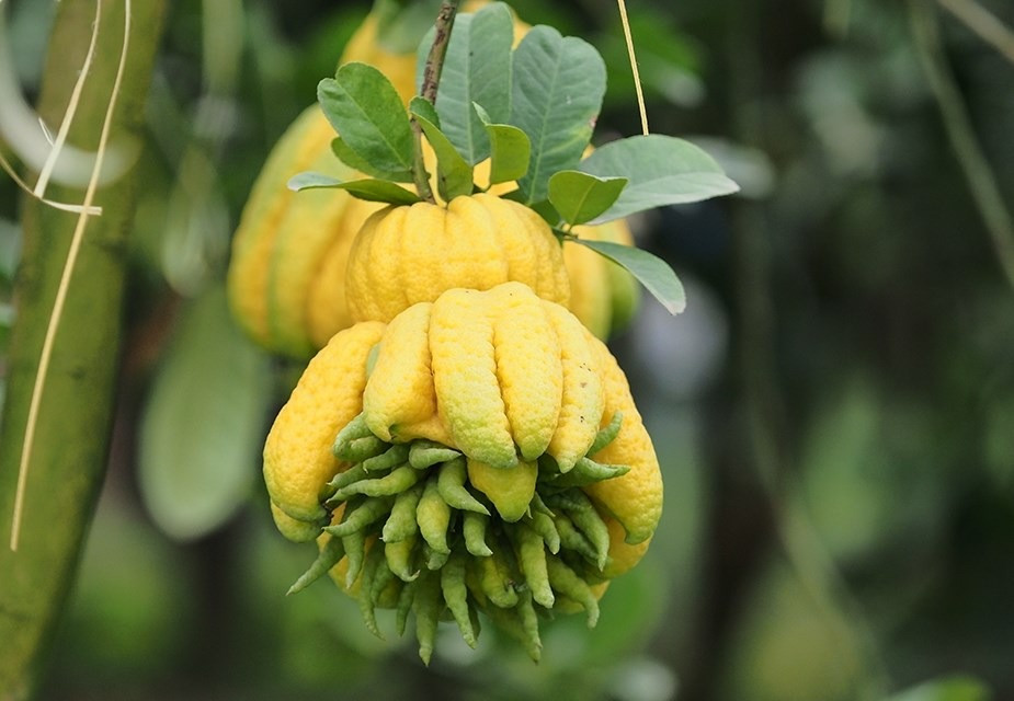 Phật thủ là giống cây ăn quả thuộc họ Cam chanh (Rutaceae), có tên khoa học là Citrus medica L.var.sarcodactylis Swingle và tên trong dược liệu là Fructus citri Sarcodactylis. Tên tiếng Anh của cây cảnh này cũng có nghĩa là bàn tay của Phật (Buddha’s Hand) hoặc Fingered Citron (chanh ngón tay).