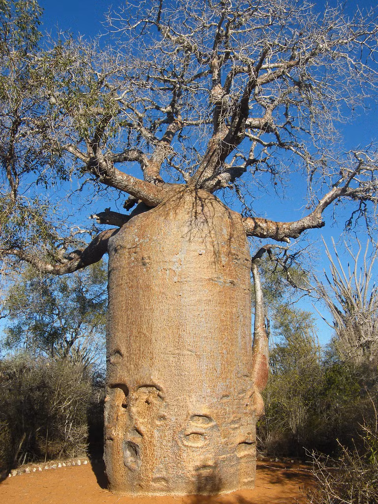 Cây bao báp khổng lồ ở Madagascar.