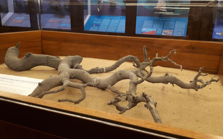 Đừng lầm tưởng, đây không phải nhánh cây đâu mà là sét hóa đá, một loại thủy tinh tự nhiên thường có dạng hình ống được hình thành từ thạch anh, cát, silicon hoặc đất khi sét đánh xuống và di chuyển vào trong lòng đất. Sét hóa đá rất hiếm và dễ gãy.