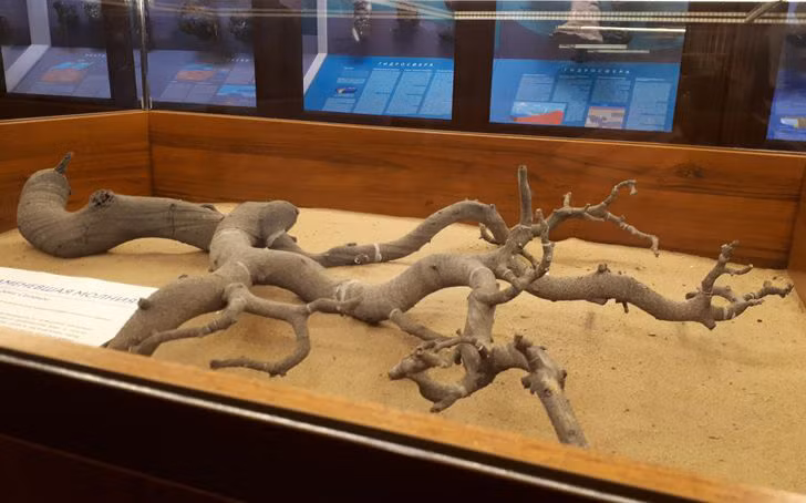 Đừng lầm tưởng, đây không phải nhánh cây đâu mà là sét hóa đá, một loại thủy tinh tự nhiên thường có dạng hình ống được hình thành từ thạch anh, cát, silicon hoặc đất khi sét đánh xuống và di chuyển vào trong lòng đất. Sét hóa đá rất hiếm và dễ gãy.