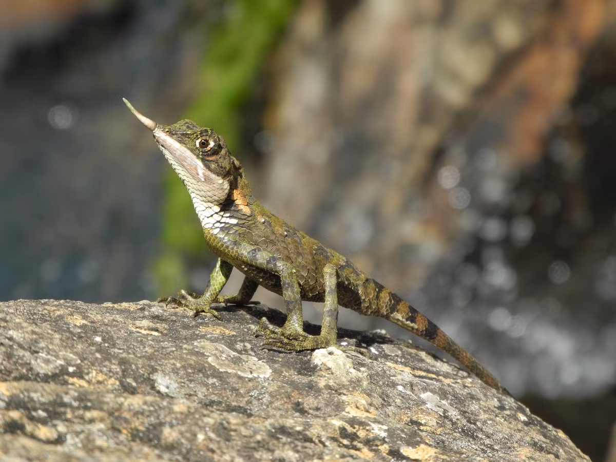 Con thằn lằn kỳ lân kỳ lạ ở Sri Lanka.