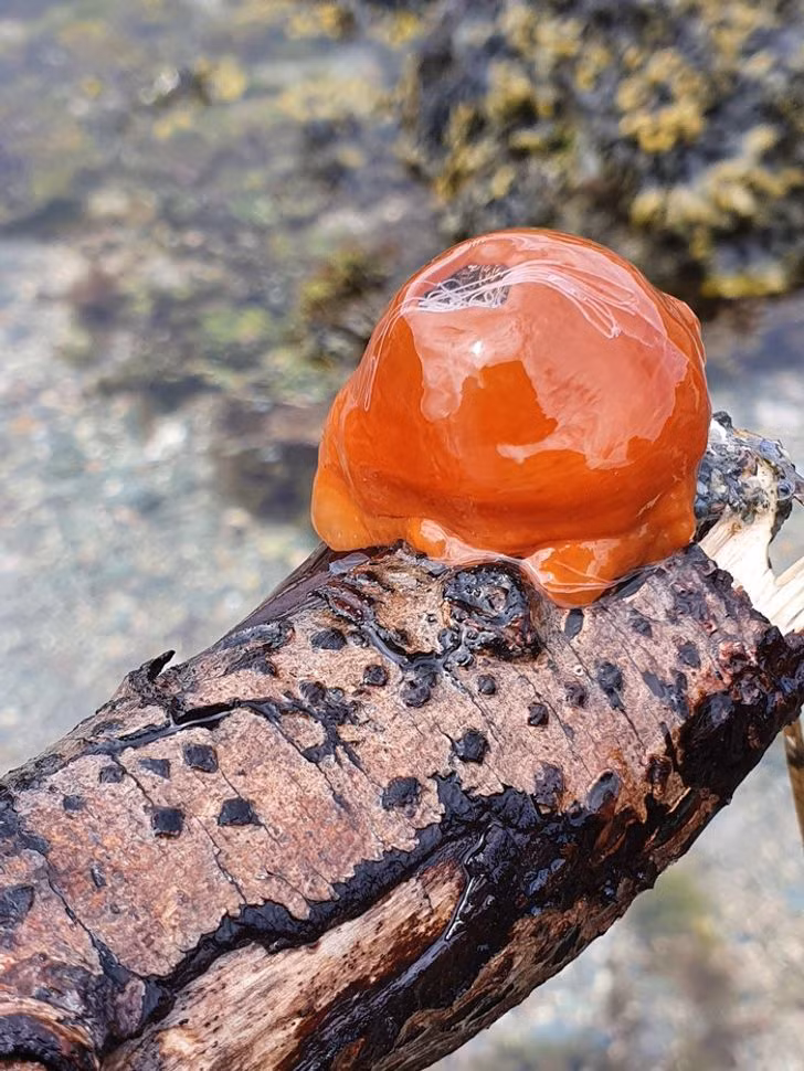 Sinh vật này được tìm thấy dưới lòng đại dương nhưng không ai rõ nó là gì. Người tìm được nó thì cho rằng đó là quả hồng, nấm aspen hoặc hổ phách.