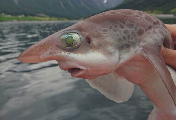 Đây là con cá chịu sự đột biến bởi phóng xạ từ nhà máy điện hạt nhân.