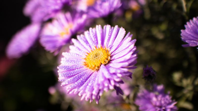  Đó được xem là một tình yêu đúng nghĩa giữa các cặp đôi và là điều ước muốn của nhiều người. Song, sắc tím của thạch thảo cũng tượng trưng cho sự thủy chung, son sắt của các cặp đôi yêu nhau. 