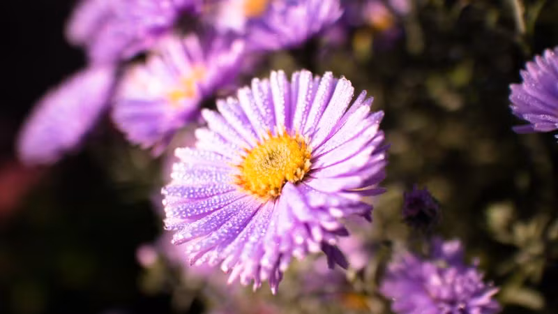  Đó được xem là một tình yêu đúng nghĩa giữa các cặp đôi và là điều ước muốn của nhiều người. Song, sắc tím của thạch thảo cũng tượng trưng cho sự thủy chung, son sắt của các cặp đôi yêu nhau. 