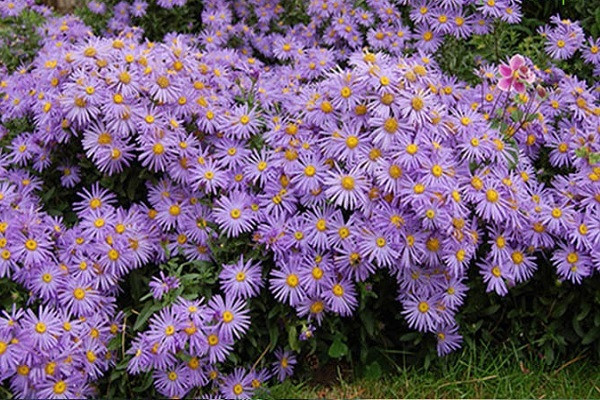  Cụm hoa hình đầu đơn độc ở ngọn các nhánh. Vòng hoa đều dài, cánh môi thuôn hẹp, thẳng màu lam tím. Các hoa ở ngoài hình lưỡi, màu lam tím, dài 1 cm. Hoa giữa hình ống hẹp màu vàng, xếp sát nhau. Hoa thường màu tím nhạt. Quả bế có mào lông mịn màu vàng.