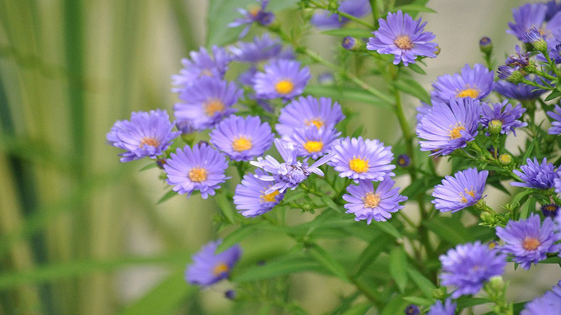  Rất nhiều giống cúc cánh mối với các màu hoa khác nhau (trắng, hồng, tím, tím xanh) được sử dụng ở các khu vực ôn đới làm cây cảnh cho công viên và vườn. 