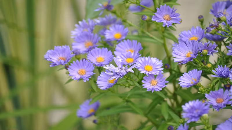  Rất nhiều giống cúc cánh mối với các màu hoa khác nhau (trắng, hồng, tím, tím xanh) được sử dụng ở các khu vực ôn đới làm cây cảnh cho công viên và vườn. 