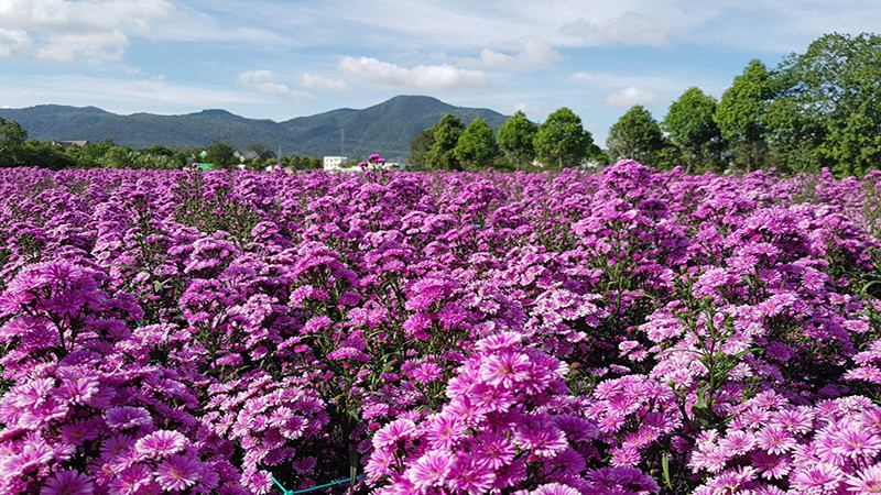 Đây là một trong những loài hoa lãng mạn nhất trong thế giới hoa cúc. Ngôn ngữ hoa của nó là tình yêu đích thực. Chúng giống như bóng thiếu nữ nhẹ nhàng nhảy múa duyên dáng, hương thơm nhẹ trang nghiêm tô điểm màu sắc quyến rũ. Có bài thơ ví loài hoa này tựa như mỹ nữ ngóng chồng về, mảnh mê đắm hóa thành mây tím. 