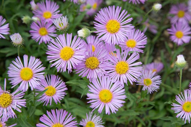  Thạch thảo hồng, xanh dương: Những sắc hoa này đại diện cho sự may mắn và tài lộc. Đồng thời, với sắc hoa này cũng thể hiện được sự mến mộ đối với người nhận. 