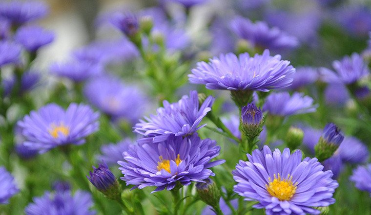  Thạch thảo là loài cây thuộc loại cây thân bụi sống lâu năm và có chiều cao trung bình từ 15cm đến 50cm. Là cây thân thảo, sống nhiều năm nhờ có thân rễ mọc bò dưới đất. Thân cao 15 – 50 cm, đơn hay phân nhánh ít ở ngọn. Lá dài, thuôn hình giáo tù, hơi có lông mịn, nguyên, các lá ở thân không có cuống. 