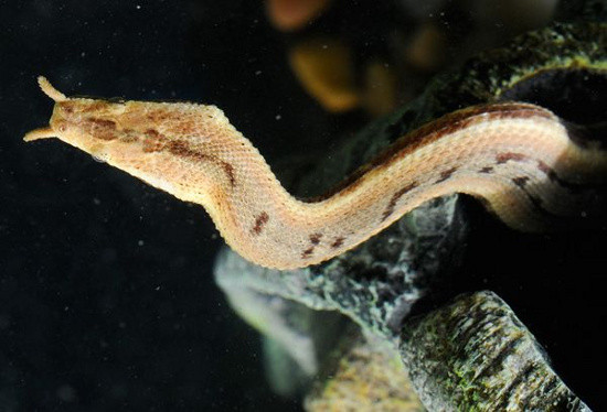 br/> Dù phản xạ cực kỳ nhanh nhẹn và cú tấn công bất ngờ, đôi khi vẫn không đủ để chúng bắt được cá, nên rắn râu còn sử dụng một mánh khóe thông minh khác. Khi phát hiện cá tiếp cận, rắn sẽ tạo ra một âm thanh quẫy nhẹ nhàng với thân mình, mô phỏng tiếng của con mồi, dụ cá tưởng nhầm và bơi thẳng đến nguy hiểm ngay trước miệng rắn.