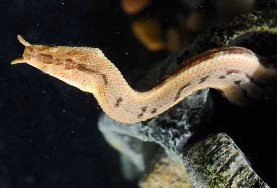 br/> Dù phản xạ cực kỳ nhanh nhẹn và cú tấn công bất ngờ, đôi khi vẫn không đủ để chúng bắt được cá, nên rắn râu còn sử dụng một mánh khóe thông minh khác. Khi phát hiện cá tiếp cận, rắn sẽ tạo ra một âm thanh quẫy nhẹ nhàng với thân mình, mô phỏng tiếng của con mồi, dụ cá tưởng nhầm và bơi thẳng đến nguy hiểm ngay trước miệng rắn.