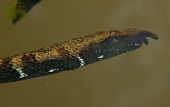 Mặc dù chúng có nọc độc, lượng nọc và độc tố không đủ để gây hiểm nguy cho con người. Một vài trường hợp bị cắn bởi rắn râu chỉ cảm thấy buồn ngủ trong vài giờ mà không xuất hiện các triệu chứng nghiêm trọng khác.