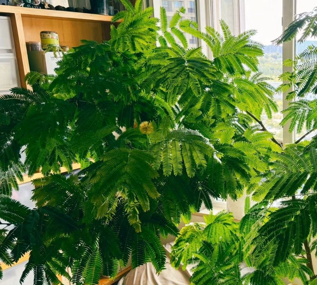 Nếu bạn giữ một chiếc ở nhà, cây sẽ trở thành cây cảnh rất lãng mạn, làm cho ngôi nhà của bạn ấm áp hơn và cải thiện hạnh phúc của bạn. Lá cây giác mảnh mai như lông chim, rậm rạp và ngăn nắp, mang đến cho người ta cảm giác yên bình và sâu lắng về vẻ đẹp. 