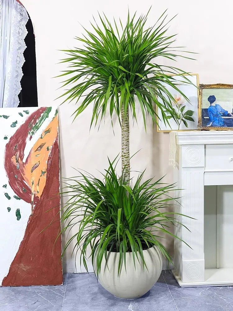 3. Cây cảnh huyết rồng: Cây huyết rồng có nhiều tên gọi (huyết long, đại lộc, phất dụ rồng, phát tài núi), tên khoa học là Dracaena draco L, thuộc họ thực vật Dracaenaceae – Bồng bồng. Ảnh minh họa Toutiao 