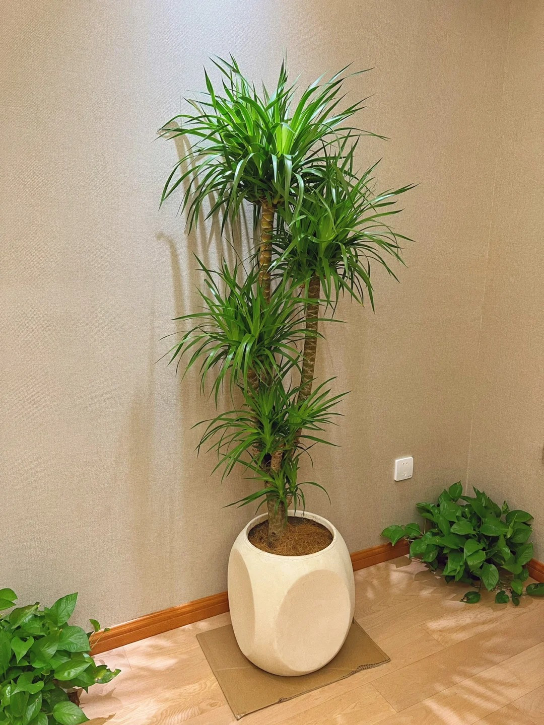 Lá của cây cảnh này dài như những thanh kiếm, mọc dày đặc ở đầu cành, thường xanh và cứng, xếp chồng lên nhau với các lớp lá nhọn dần và rũ xuống, xoay tròn và thanh thoát, mang lại cho con người cảm giác mạnh mẽ.