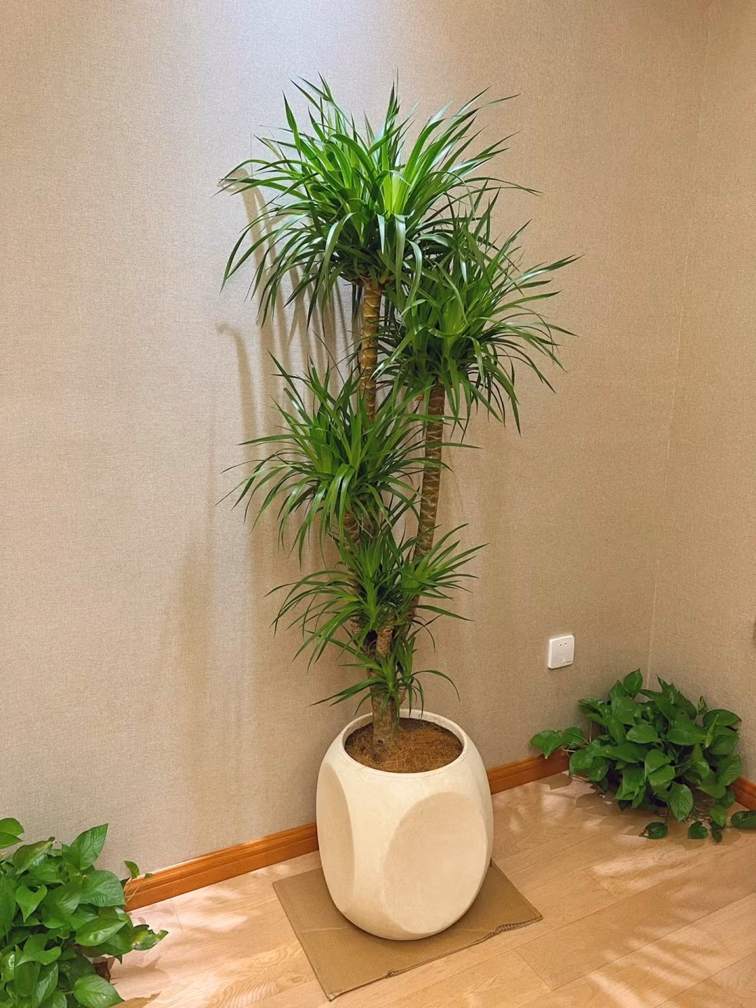 Lá của cây cảnh này dài như những thanh kiếm, mọc dày đặc ở đầu cành, thường xanh và cứng, xếp chồng lên nhau với các lớp lá nhọn dần và rũ xuống, xoay tròn và thanh thoát, mang lại cho con người cảm giác mạnh mẽ.