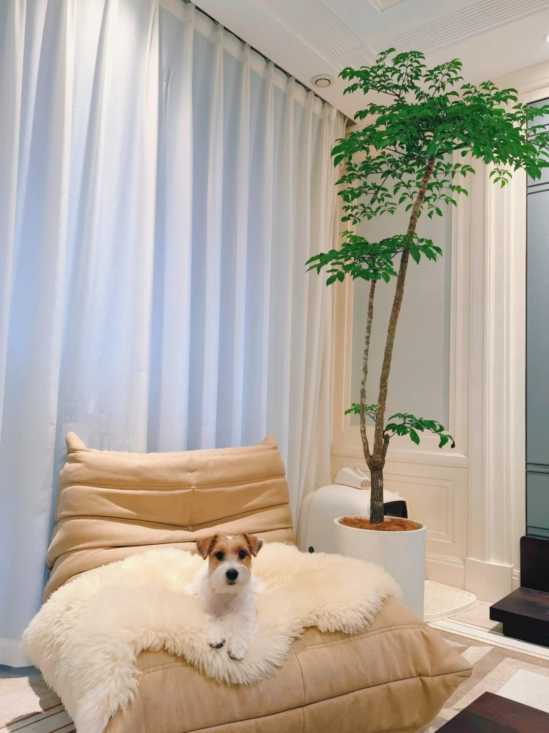 br/> Như vậy sẽ giúp con người cảm nhận được sự yên bình, thoải mái của thiên nhiên‌. Giữ một chậu cây cảnh hạnh phúc trong phòng khách cũng có tác dụng thanh lọc không khí mạnh mẽ. Cây cảnh có thể làm cho không khí trong nhà trong lành, dễ chịu, tăng cường sức khỏe cho mọi người trong nhà. Ảnh minh họa Toutiao