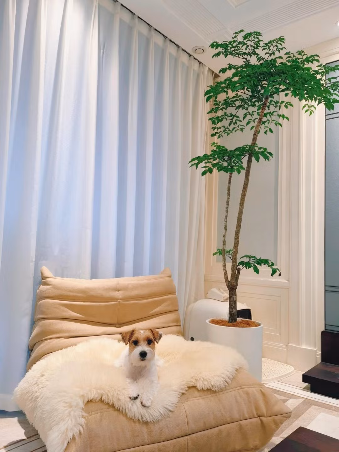 br/> Như vậy sẽ giúp con người cảm nhận được sự yên bình, thoải mái của thiên nhiên‌. Giữ một chậu cây cảnh hạnh phúc trong phòng khách cũng có tác dụng thanh lọc không khí mạnh mẽ. Cây cảnh có thể làm cho không khí trong nhà trong lành, dễ chịu, tăng cường sức khỏe cho mọi người trong nhà. Ảnh minh họa Toutiao