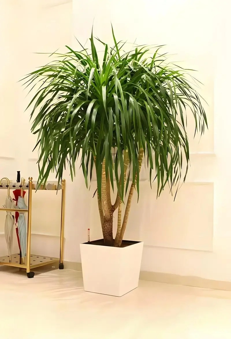  Nó cũng là một cây cảnh hot, đắt tiền trên mạng Internet hiện nay. Hình dáng của cây cảnh này khá độc đáo, ấn tượng. Cây cảnh này cho cảm giác sang trọng, lịch lãm khi đặt chúng trong phòng khách.