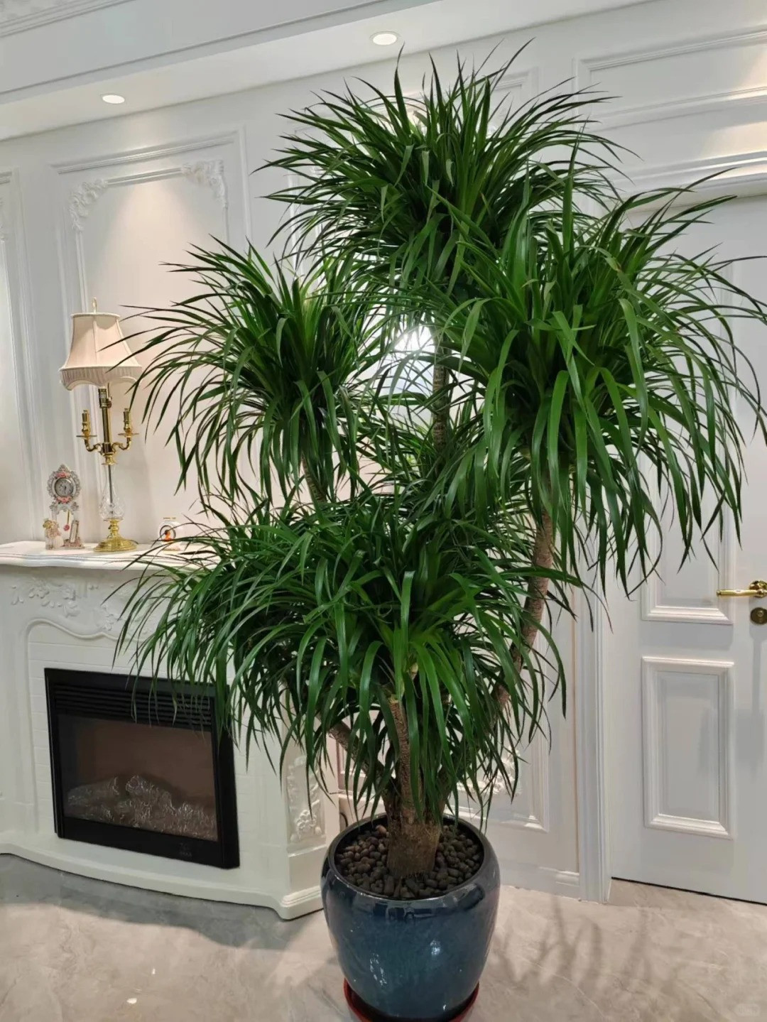 Cây cảnh này thuộc cây dạng bụi, thường xanh lâu năm. Nó có dáng cứng cáp, thân thẳng, chiều của cây non thường không quá 100 cm nên rất thích hợp làm cây tán lá trong nhà.