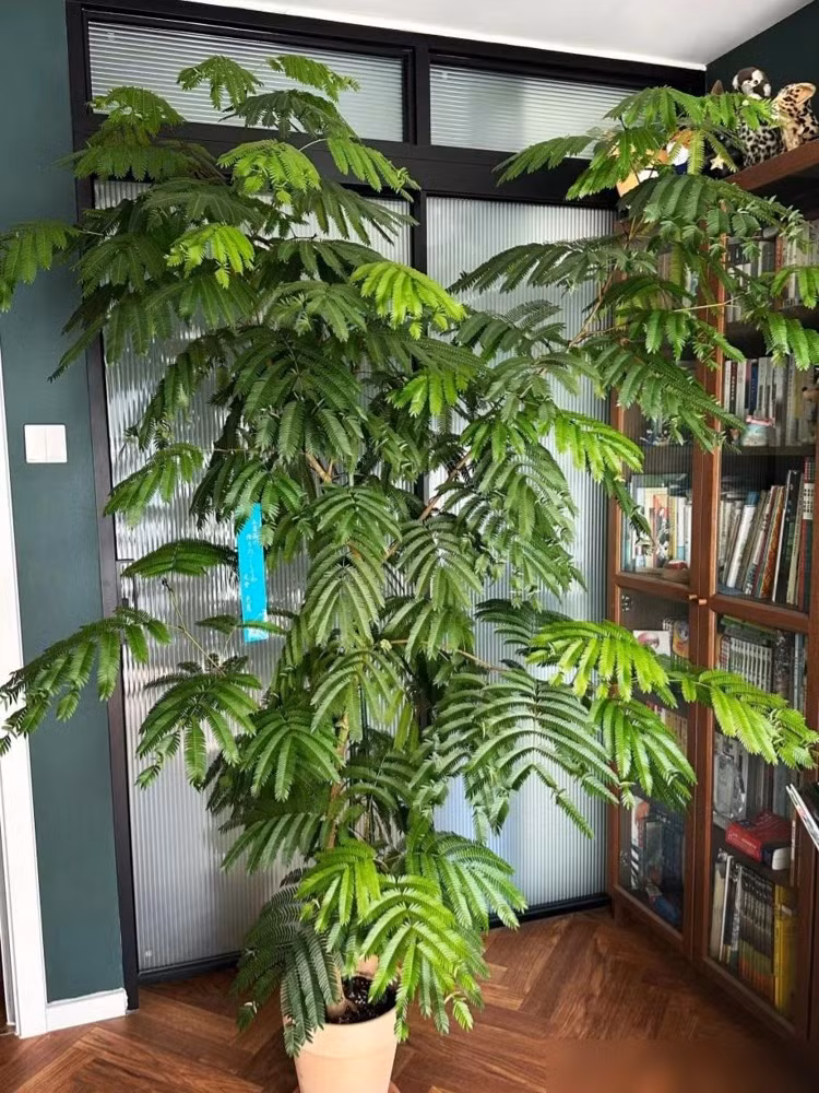  Cây cảnh này còn được gọi là giác, khét, là cây thân gỗ, có tên khoa học là Archidendron clypearia, thuộc phân họ Trinh nữ. Vì là họ Trinh nữ nên cây cảnh này có đặc trưng nổi bật là lá kép lông chim, nên thường bị nhầm lẫn sang cây phượng hoặc cây mimosa.