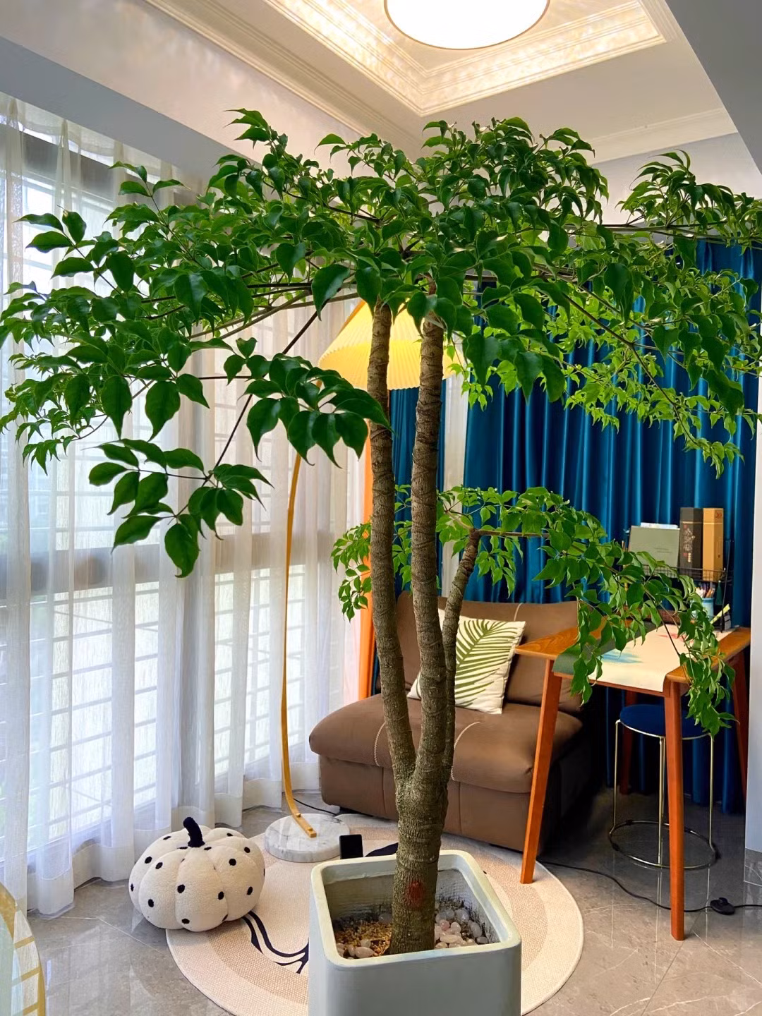  Vì hình dáng cây hạnh phúc có thể thay đổi nên chúng ta có thể lựa chọn hình dáng cây phù hợp tùy theo sở thích cá nhân và phong cách trang trí. Với những người thích phong cách đơn giản có thể chọn cây hạnh phúc bản địa có thân mỏng trông tươi tắn, tinh tế và đặc biệt thích hợp đặt trong phòng làm việc, phòng ngủ.